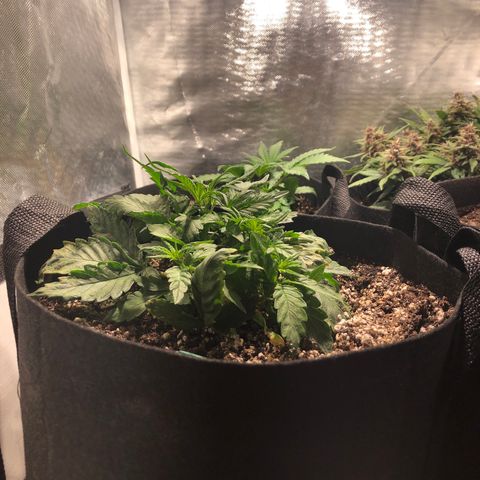 Auto Pineapple Gum growlog timeline photo