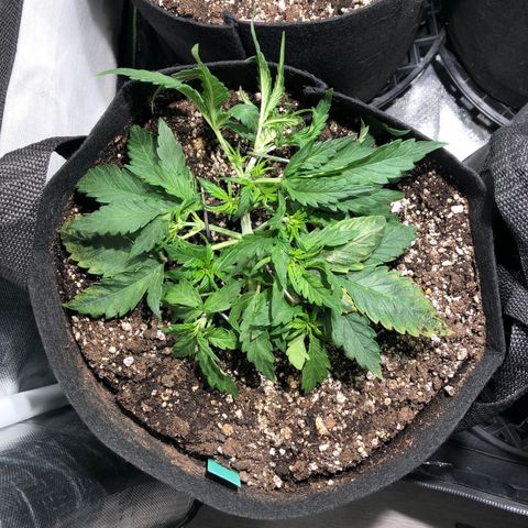 Auto Pineapple Gum growlog photo: LST