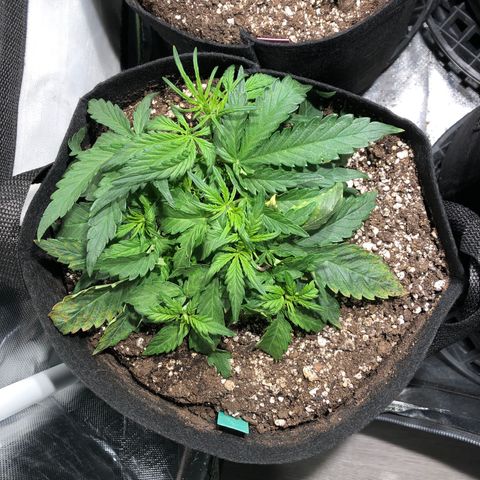 Auto Pineapple Gum growlog timeline photo
