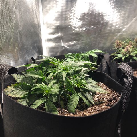 Auto Pineapple Gum growlog timeline photo