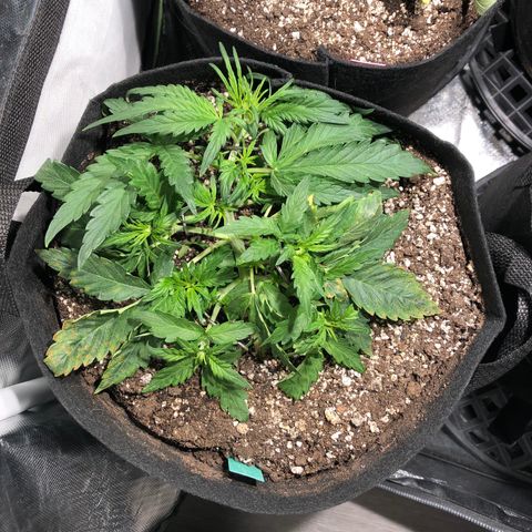 Auto Pineapple Gum growlog photo: LST