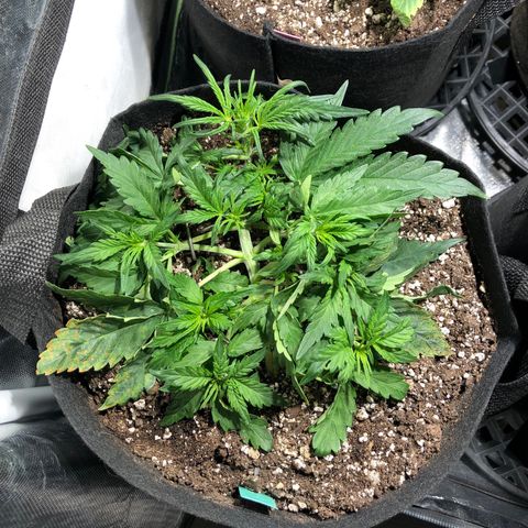 Auto Pineapple Gum growlog timeline photo