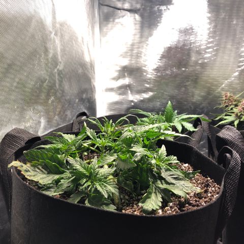 Auto Pineapple Gum growlog timeline photo