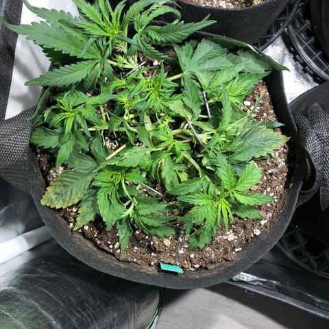 Auto Pineapple Gum growlog timeline photo