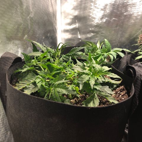 Auto Pineapple Gum growlog timeline photo