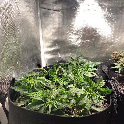 Auto Pineapple Gum growlog timeline photo
