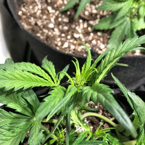 Auto Pineapple Gum growlog timeline photo