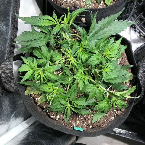 Auto Pineapple Gum growlog timeline photo