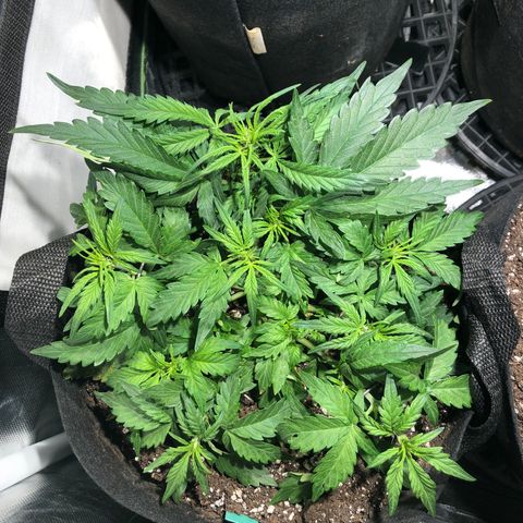 Auto Pineapple Gum growlog timeline photo