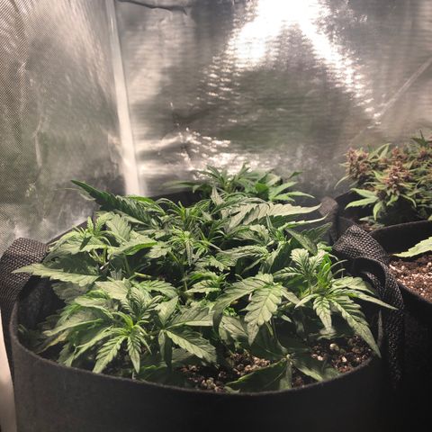 Auto Pineapple Gum growlog timeline photo