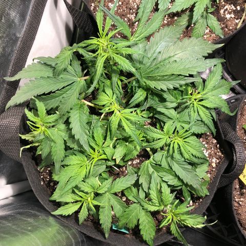 Auto Pineapple Gum growlog timeline photo