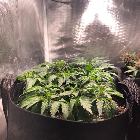 Auto Pineapple Gum growlog timeline photo