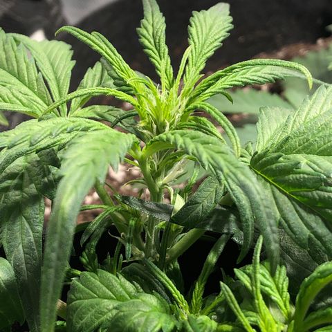Auto Pineapple Gum growlog timeline photo