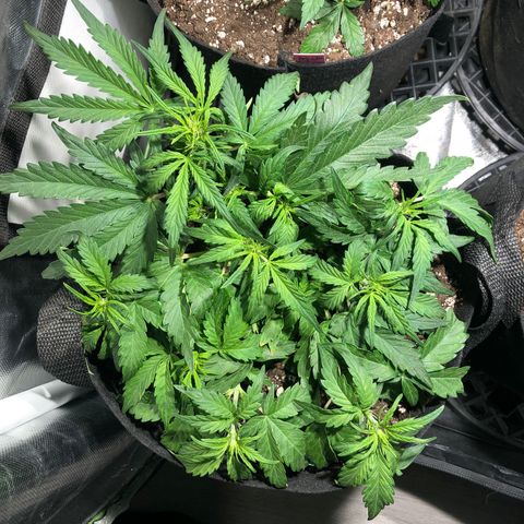 Auto Pineapple Gum growlog timeline photo