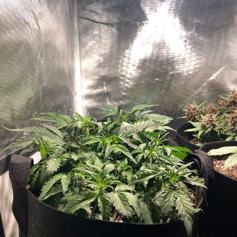 Auto Pineapple Gum growlog timeline photo