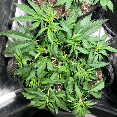 Auto Pineapple Gum growlog photo: LST