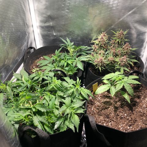 Auto Pineapple Gum growlog timeline photo
