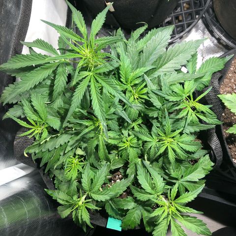 Auto Pineapple Gum growlog timeline photo