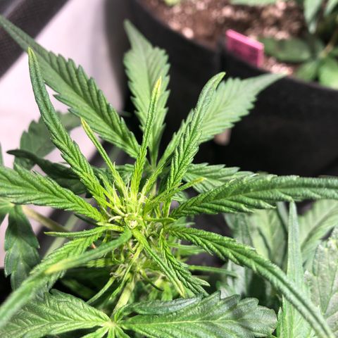 Auto Pineapple Gum growlog timeline photo