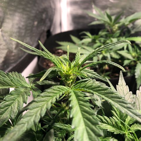 Auto Pineapple Gum growlog timeline photo
