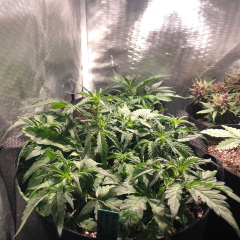 Auto Pineapple Gum growlog timeline photo