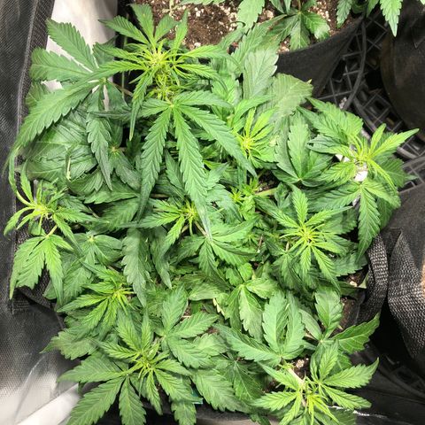 Auto Pineapple Gum growlog timeline photo
