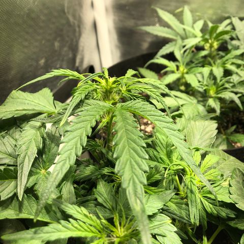 Auto Pineapple Gum growlog timeline photo