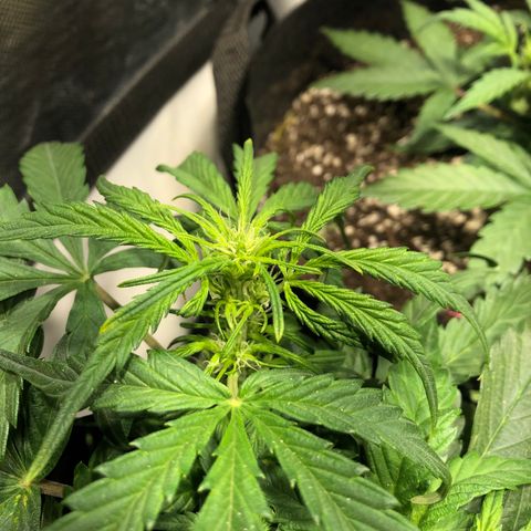 Auto Pineapple Gum growlog timeline photo