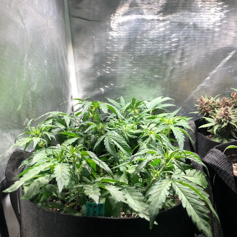 Auto Pineapple Gum growlog timeline photo