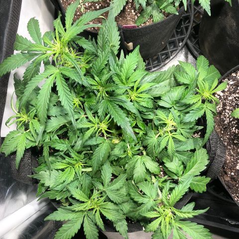 Auto Pineapple Gum growlog photo: LST