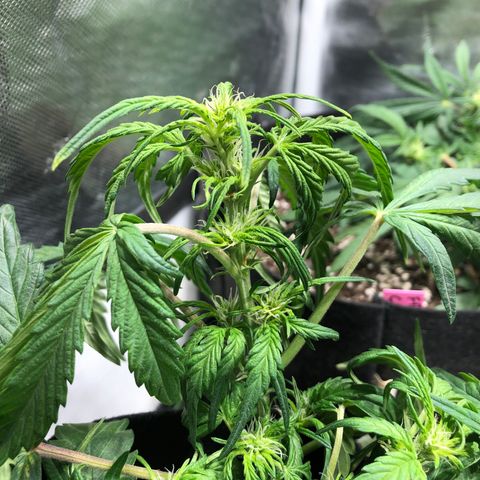 Auto Pineapple Gum growlog timeline photo