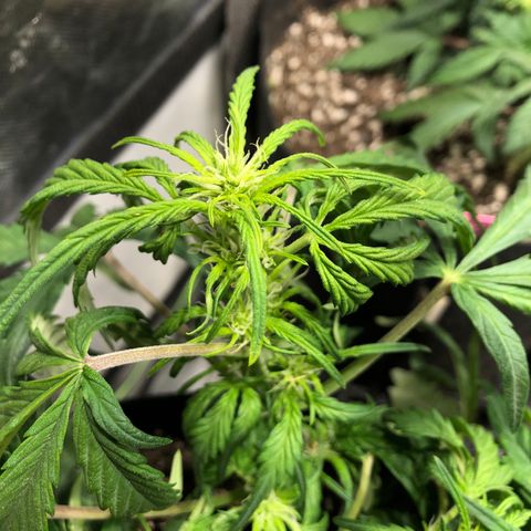 Auto Pineapple Gum growlog timeline photo