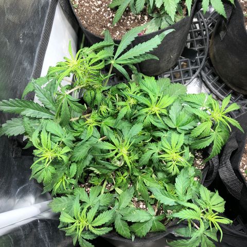 Auto Pineapple Gum growlog timeline photo