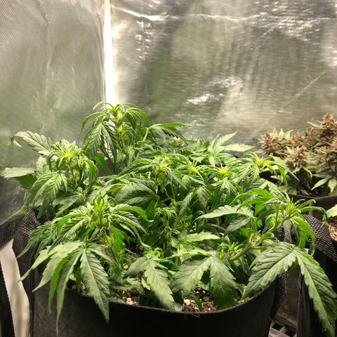 Auto Pineapple Gum growlog timeline photo