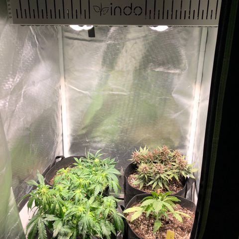 Auto Pineapple Gum growlog timeline photo