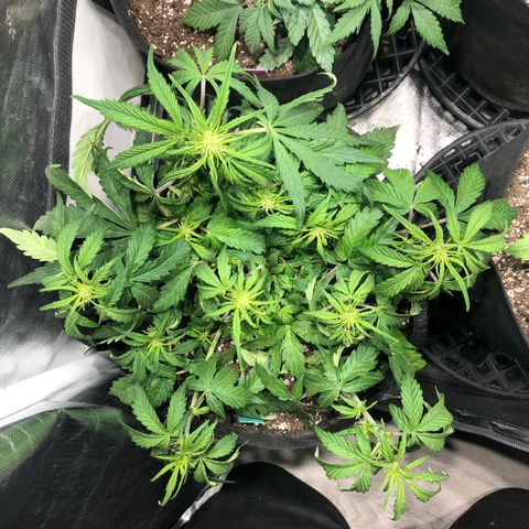 Auto Pineapple Gum growlog timeline photo