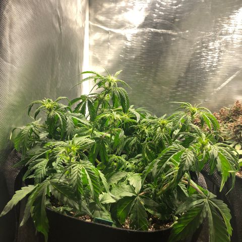Auto Pineapple Gum growlog timeline photo