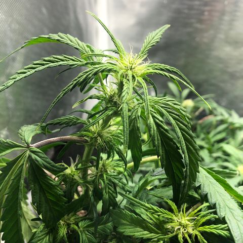 Auto Pineapple Gum growlog timeline photo