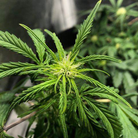 Auto Pineapple Gum growlog timeline photo