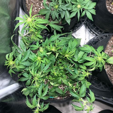 Auto Pineapple Gum growlog photo: Lst