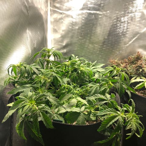 Auto Pineapple Gum growlog photo: Lst