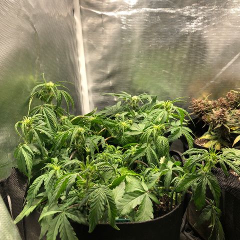 Auto Pineapple Gum growlog timeline photo