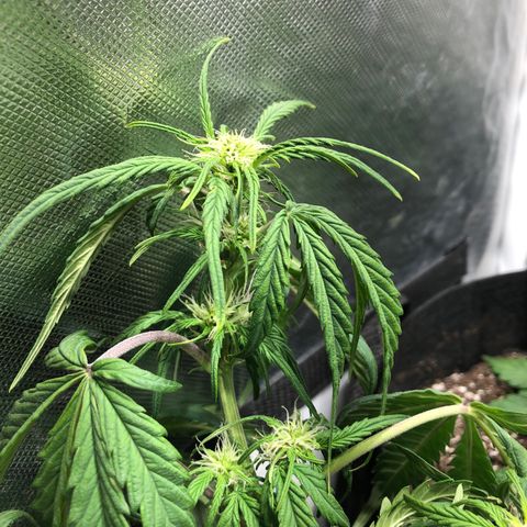 Auto Pineapple Gum growlog timeline photo