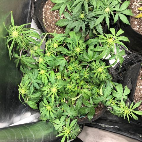 Auto Pineapple Gum growlog timeline photo
