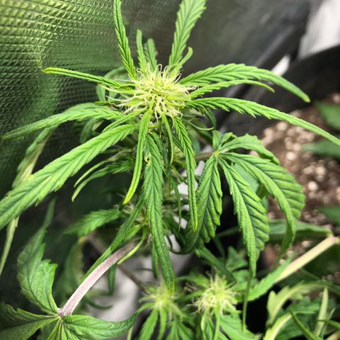 Auto Pineapple Gum growlog timeline photo