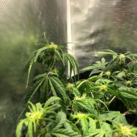 Auto Pineapple Gum growlog timeline photo