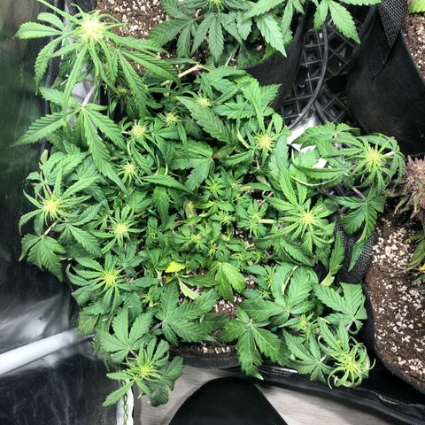 Auto Pineapple Gum growlog timeline photo