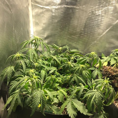 Auto Pineapple Gum growlog timeline photo