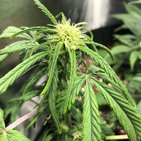 Auto Pineapple Gum growlog timeline photo