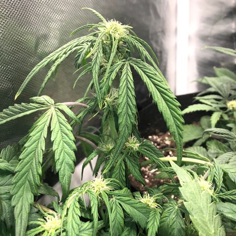 Auto Pineapple Gum growlog timeline photo